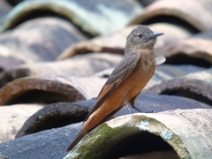 Hirundinea ferruginea