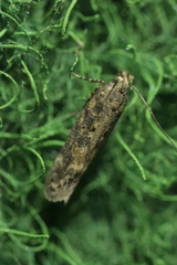 Scrobipalpa ocellatella