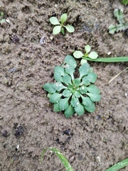 Androsace filiformis