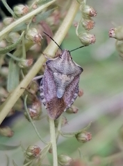 Carpocoris purpureipennis