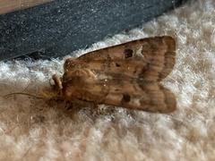 Diarsia rubi