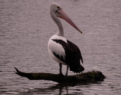 Pelecanus conspicillatus