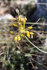 Allium flavum