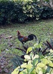 Gallus gallus domesticus