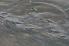 Mugilidae