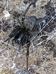 Amaurobius