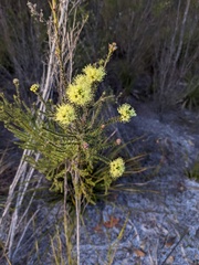 Kunzea ericifolia