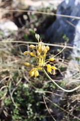 Allium flavum