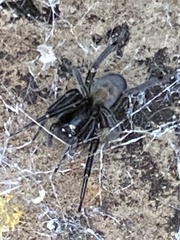 Amaurobius