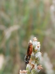Syrphinae