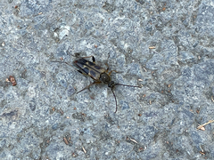 Etorofus obliteratus