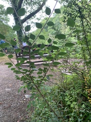 Cotoneaster simonsii