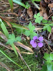 Geranium sylvaticum