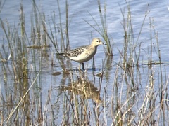 Calidris subruficollis