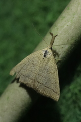 Polypogon tentacularia