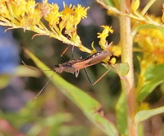 Alydus