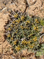 Euphorbia tuberosa