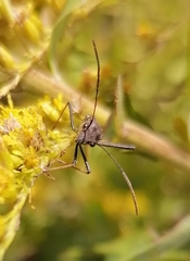 Alydus