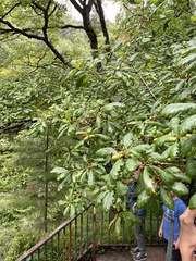 Quercus cerris