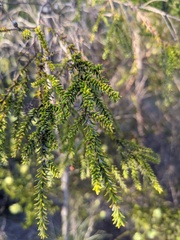 Kunzea ericifolia