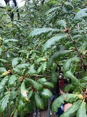 Quercus cerris