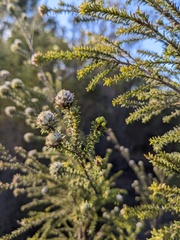 Kunzea ericifolia