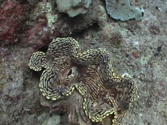 Tridacna squamosa