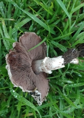 Agaricus bisporus