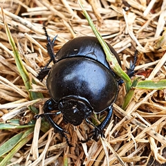 Thorectes intermedius