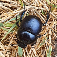 Thorectes intermedius