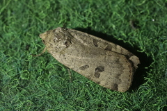 Noctuina