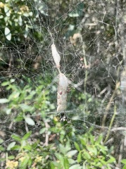 Cyrtophora citricola