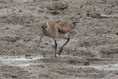 Limosa lapponica