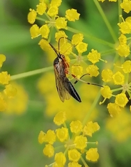 Ichneumonidae