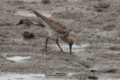 Limosa lapponica