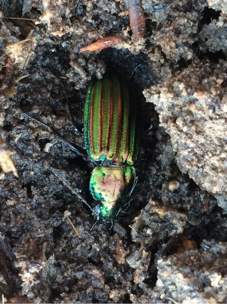Pelasmomimus