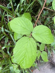 Rubus tuberculatus