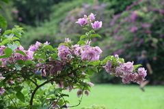 Bougainvillea