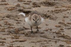 Calidris ruficollis