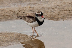 Elseyornis melanops