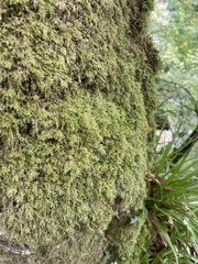 Pseudisothecium myosuroides