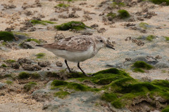 Calidris ruficollis