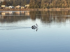 Pelecanus conspicillatus