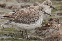 Calidris tenuirostris