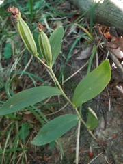 Cephalanthera damasonium