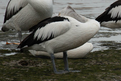 Pelecanus conspicillatus