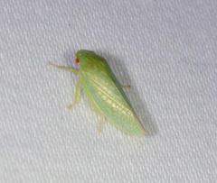 Gyponana