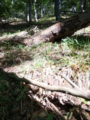 Cephalanthera damasonium