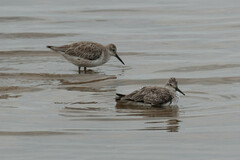 Calidris tenuirostris