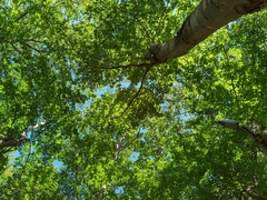 Cephalanthera damasonium